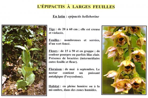 Epipactis a larges feuilles