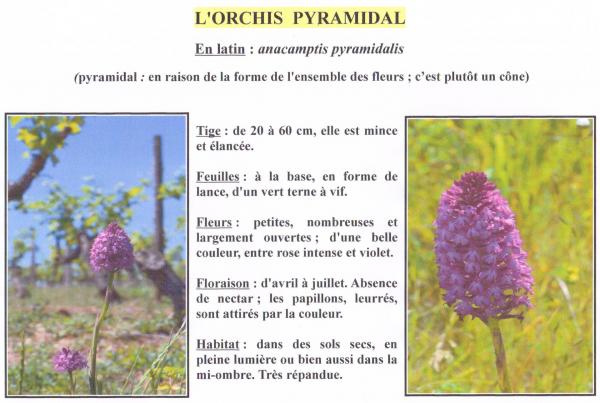 Orchis pyramidal